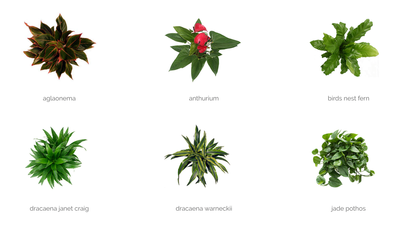 Biophilic Design Part III: Spotlight on the Leaf Living Wall