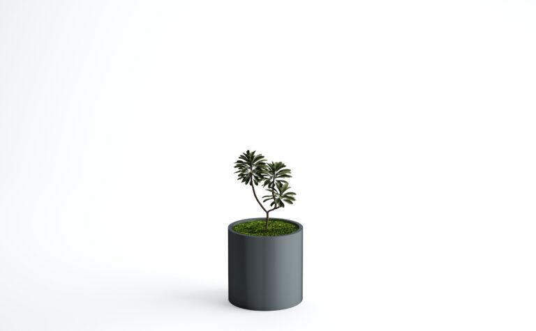 Euphorbia Trigona Plant