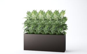 Wall